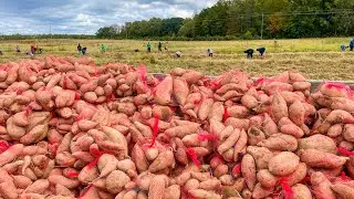 Growing & Donating 75,000 lbs of Sweet Potatoes