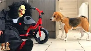 10 Reasons why YOU want a BEAGLE | Beagle Universe