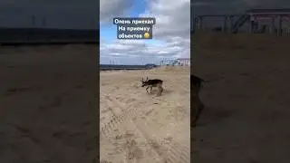 Олень принимает объект.