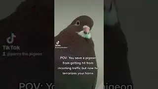 Funny animal videos I found on Instagram and Tiktok 