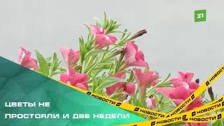 Челябинцы начали выкапывать петуньи из кашпо на улицах города