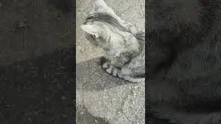 Кошачьи разборки 🐱