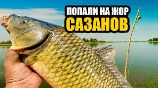 ДВА ДНЯ РЫБАЛКИ НА АХТУБЕ! РЫБАЛКА С НОЧЕВКОЙ НА ДИКИХ САЗАНОВ! РЫБАЛКА В АСТРАХАНИ 2024!