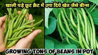 How To Grow Beans In Container | How to grow Tons Of long Beans At Home | गमले में ढेर सारे बीन्स