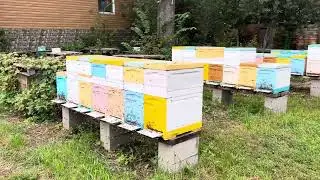 Облет пчел 7 сентября