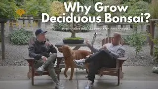 Why Grow Deciduous Bonsai? - Deciduous Bonsai Podcast Episode 4