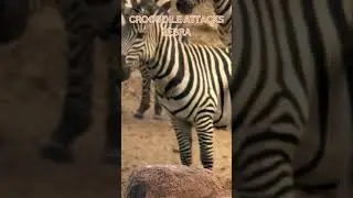 Crocodile Attacks Zebra  #documentarychannel #wildlife #animals