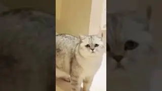 Неожиданная подстава от Барсика 🐱