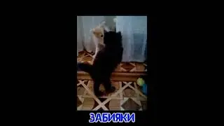 Котики-забияки, любимые питомцы.