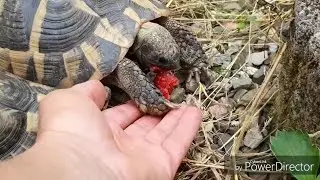 Черепахи в домашних условиях,  смешные и ручные😀
