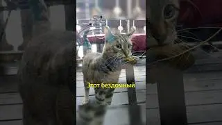 🐈Кот Пришел в Магазин с Листиком в Зубах☘️