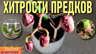 ❗️ХИТРОСТИ И СЕКРЕТЫ ВЫРАЩИВАНИЯ ОРХИДЕЙ ОТ ПРЕДКОВ! ПОПУЛЯРНЫЕ ВОПРОСЫ ОБ ОРХИДЕЯХ И ОТВЕТЫ НА НИХ!