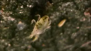 Tetranychus urticae на липе