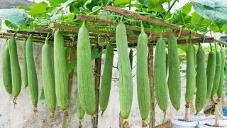 How to grow sponge gourd from seeds for many fruits? Follow my method