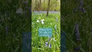 name the flowers #uk #usa #youtube #tiktok #funny #animals #flowers #wildflowers #walking #comedy