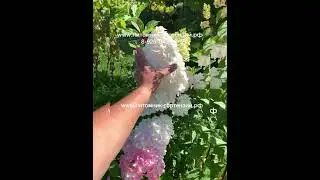 Гортензия метельчатая (Hydrangea paniculata `Vanille Fraise`) Ванилла Фрайз, Клубника со Сливками