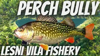 Fishing Planet - MONSTER PERCH BULLY  - How To Catch Lesni Vila Fishery Monster.