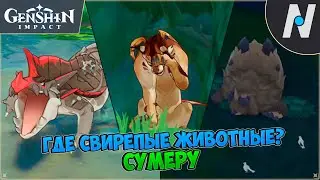 Где свирепые животные? Скрытое задание Сумеру | Genshin Impact