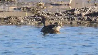 Primeras aves después del llenado de las lagunas de La Guardia (Toledo) 3-11-2024