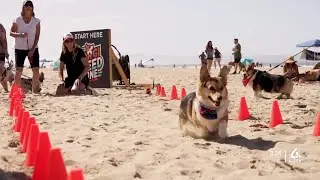 Woods Humane Society hosts beach party for corgis in Pismo Beach