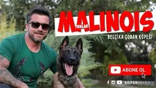 Dog Breeds - Malinois (Belgian Shepherd Dog)