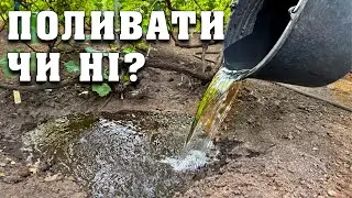 Чи можна поливати виноград літом в спеку?