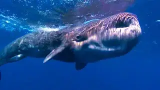 The Largest Predator in the World | Ocean Giants | BBC Earth