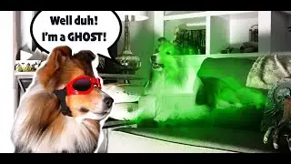 Halloween Ghost Hunters! Nothing stops THESE pups! 👻🐶🎃 e370