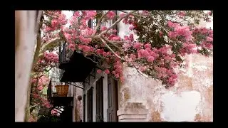 Blooming myrtle trees in historic Charleston, South Carolina (Fujifilm X-T4/18-55mm kit lens)