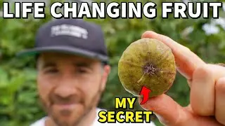 This One Little Fruit Will Change Your Life Forever!