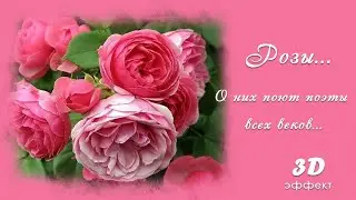 Розы. Невероятно красивые розы, стихотворение и музыка!