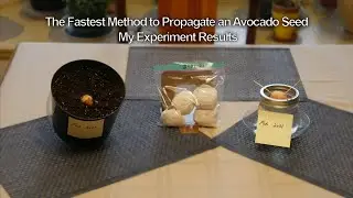 The Fastest Method to Propagate an Avocado Seed- My Experiment Results