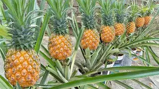 Growing pineapple in a mini paint bucket, suddenly the pineapple is so big