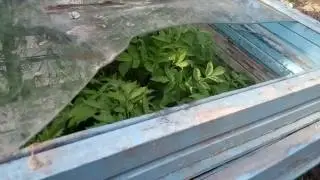 Супер рассада томатов—результат пикировки в холодный парник.