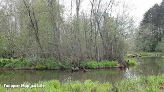 Жизнь на природе Life in nature 28.05.22