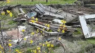 Кавказская серая горная пчела