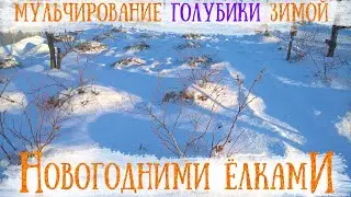 БЕСПЛАТНАЯ мульча для голубики (или 