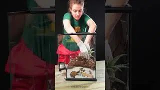 She Built Lizard's Dream Terrarium from zero 🛠️🦎