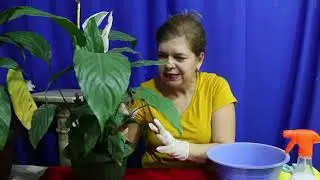Como eliminar plagas en las plantas con agua jabonosa. liclonny