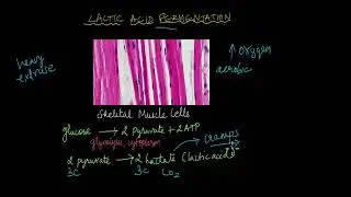 Sites of Respiration | Respiration | Life Sciences | Khan Academy