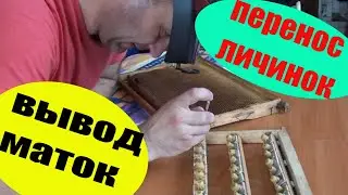 Вывод маток. Перенос и прививка личинок на прививочную рамку и результат приёма
