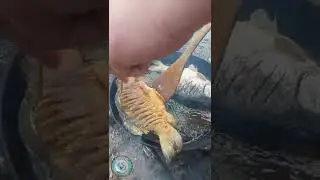 ТАЙГА. КАРАСЬ. СКОВОРОДА. Жарим рыбу на природе. 