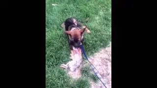 German Shepherd pup devours bunny rabbit