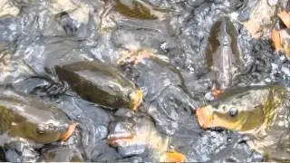 Carp Feeding Frenzy at Smith Mountain Lake