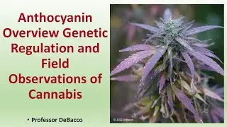 Anthocyanin Overview Genetic Regulation and Field Observations of Cannabis