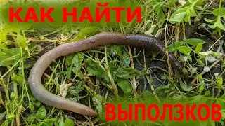 Как искать выползка на Сома