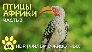 Необычные птицы Африки - 8K HDR Документальный фильм о дикой природе - Часть 3