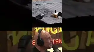 Sneaky Crow Makes Cats Fight - Joe Rogan