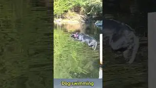 Dog jumping into the river and 🐶 swimming#5kviral#shorts