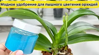 Модное удобрение для пышного цветения орхидей